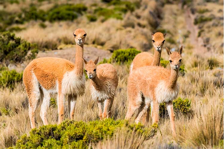 Vicuñas