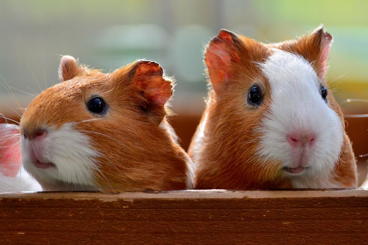 Guinea Pig