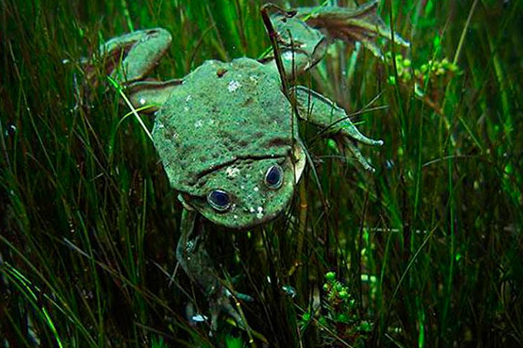 Titicaca Rana