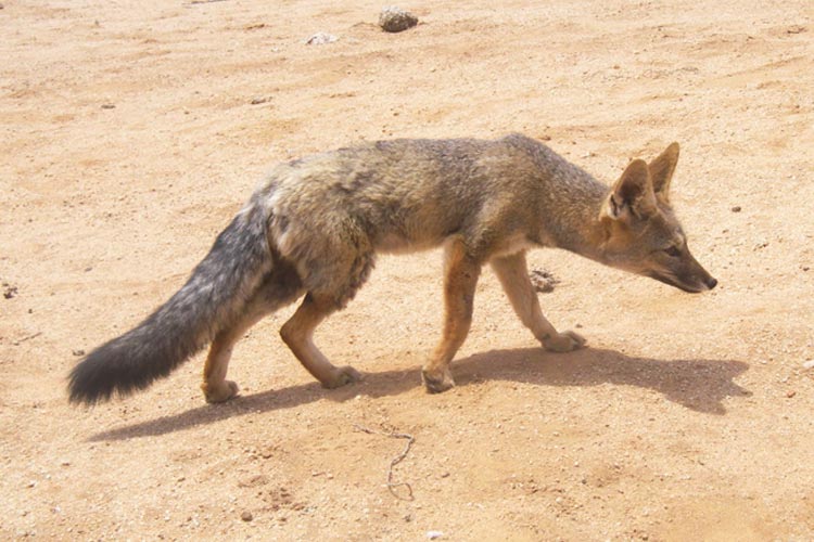 Andean Fox