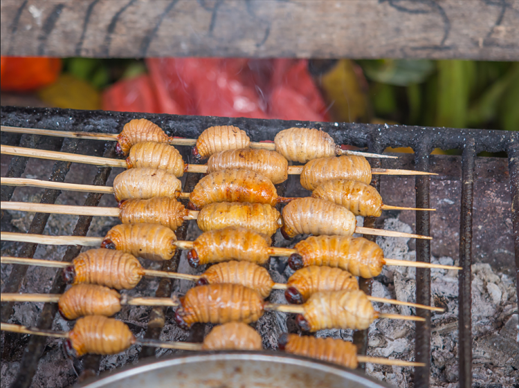 Grubs - Iquitos, Peru