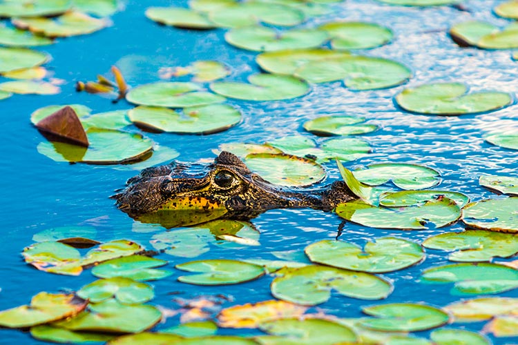 The Peruvian Amazon