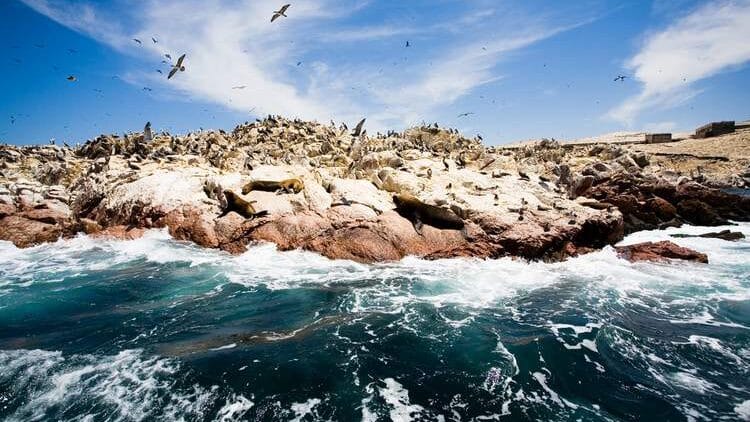 Travel to Peru’s Galápagos– aka The Ballestas Islands, on Your Peru Private Tour