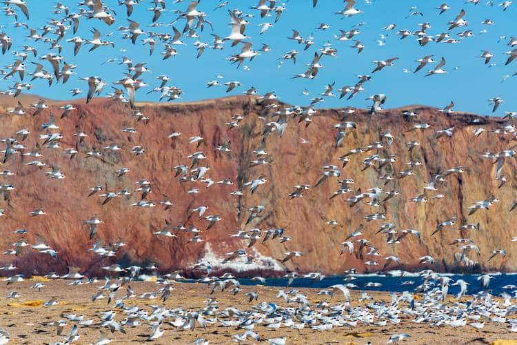 Ballestas island