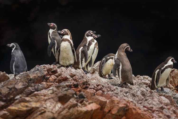 Penguin ballestas island