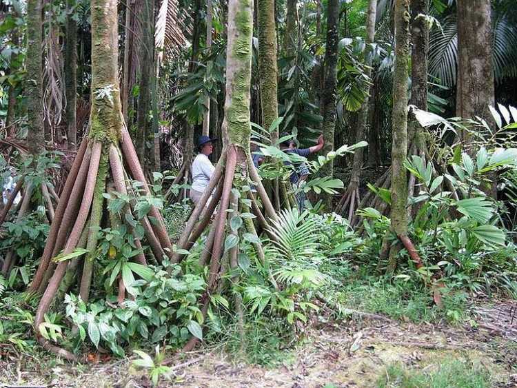 rainforest peruvian trip