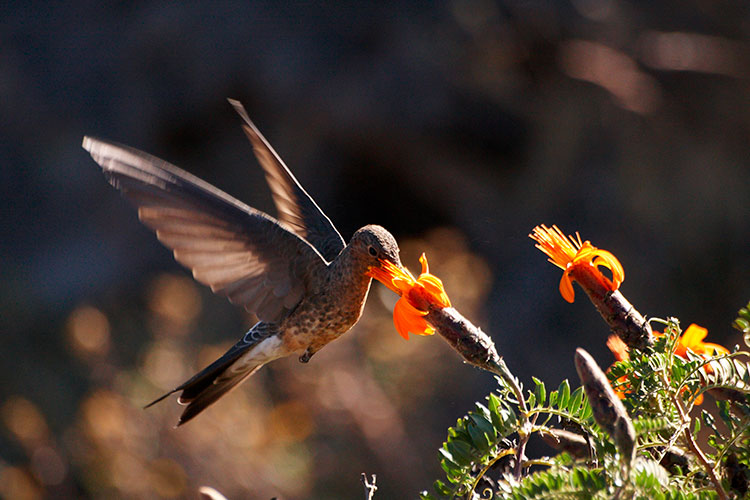 hummingbird