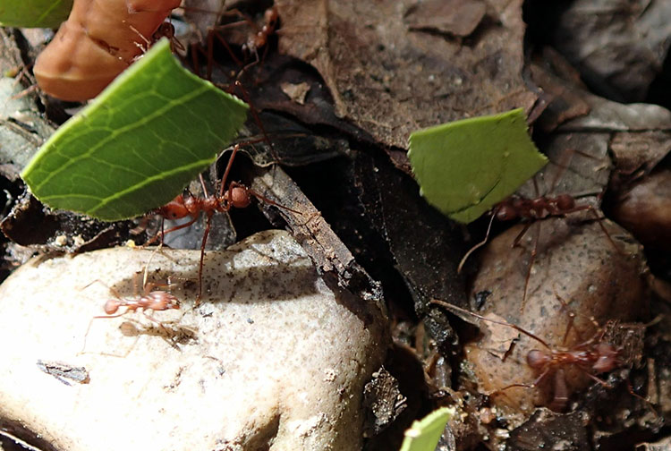 rainforest ant