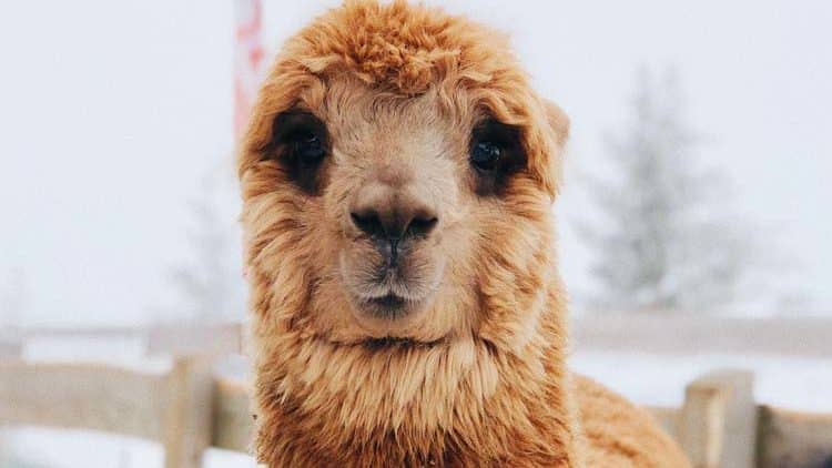 Learn the Differences Between Alpaca and Other Fibers