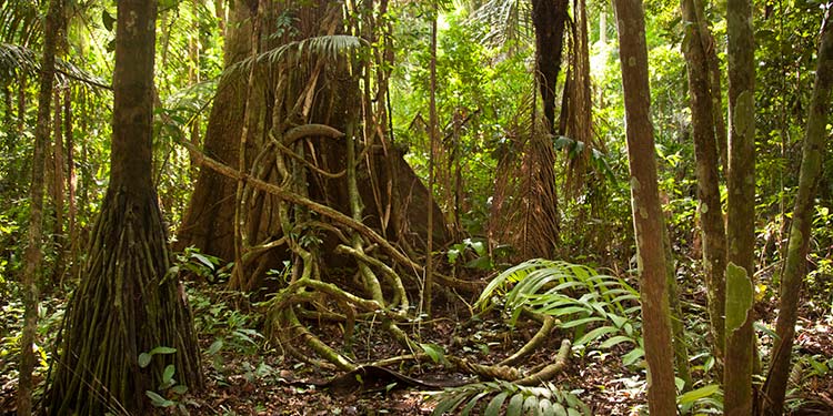 Chullachaqui Amazon Peru