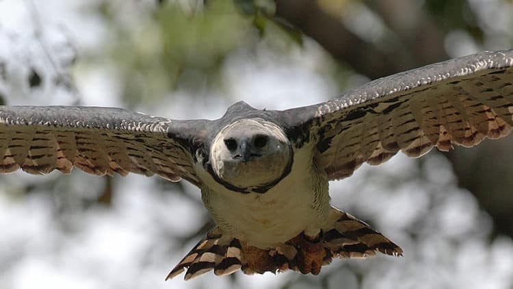 Six Intriguing Birds of Peru