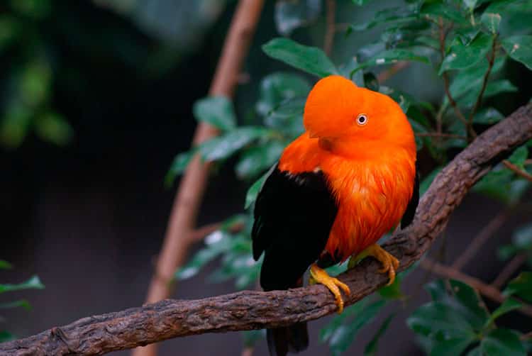 Andean Cock of the Rock 