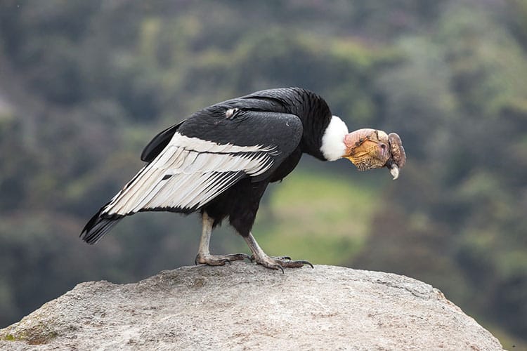 Andean Condor