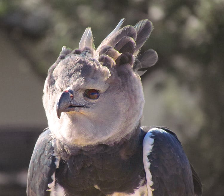 Harpy Eagle 