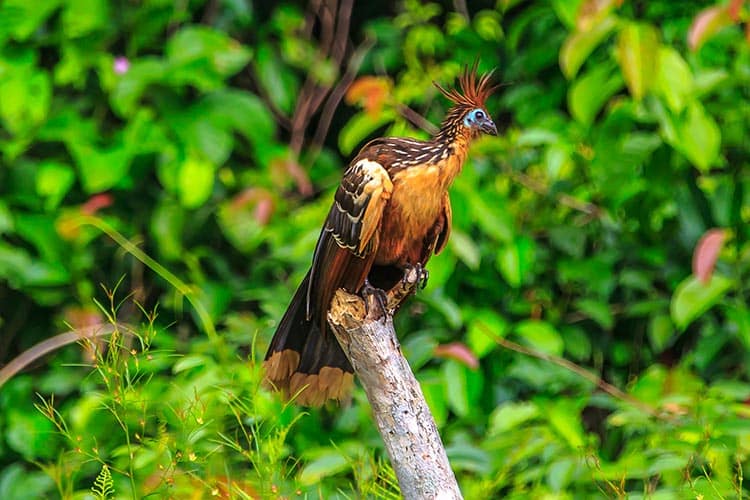 Hoatzin