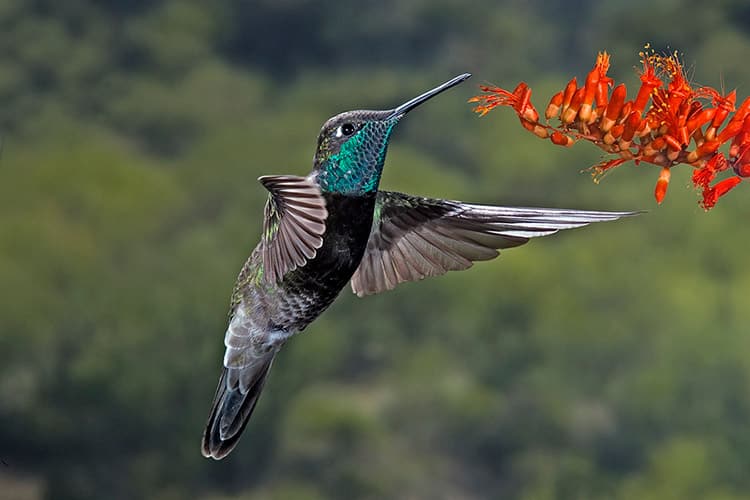 Marvelous Spatuletail Hummingbird