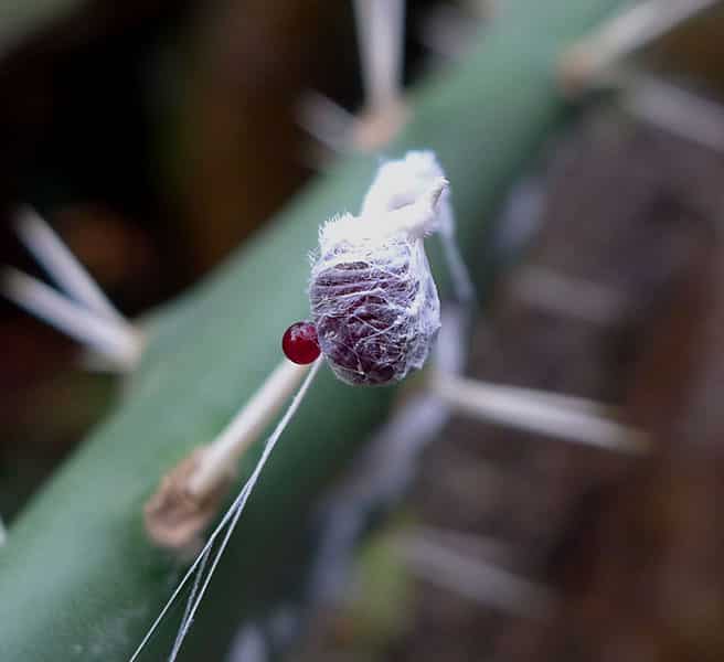 strange creepy crawlers in peru