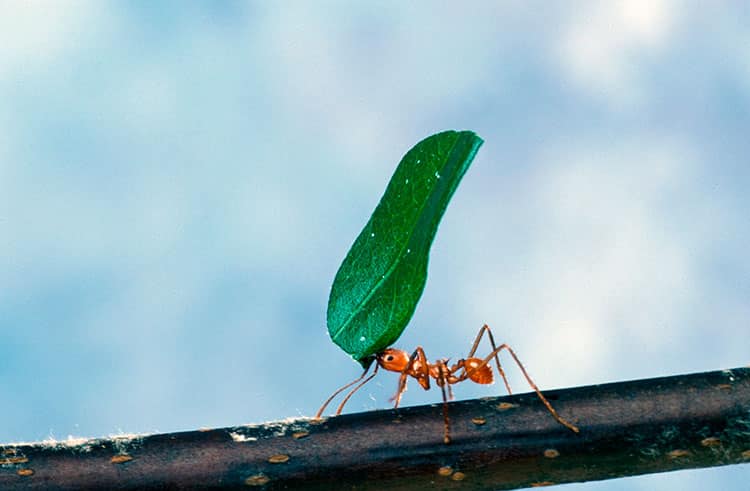 strange creepy crawlers in peru