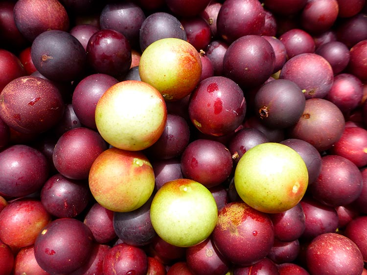 Peruvian fruits camu camu