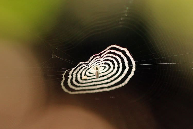 strange creepy crawlers in peru