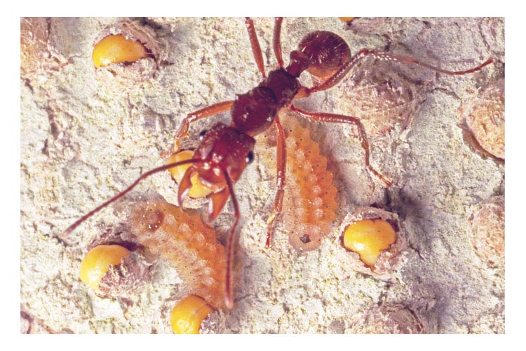 strange creepy crawlers in peru