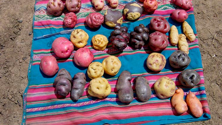 native potatoes