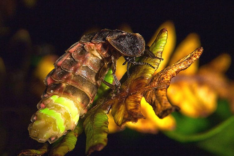 strange creepy crawlers in peru