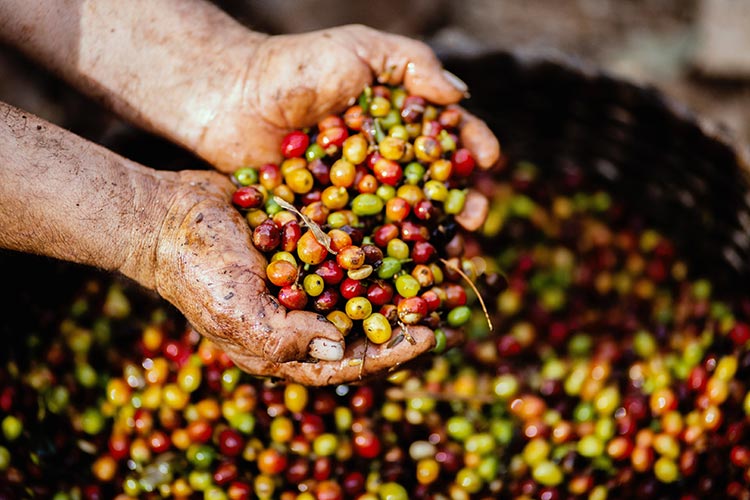 Peruvian Coffee process