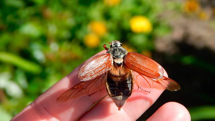 Strange Creepy Crawlers of Peru that will Amaze You