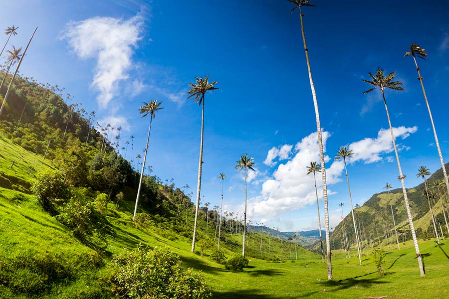 armenia cocora valley