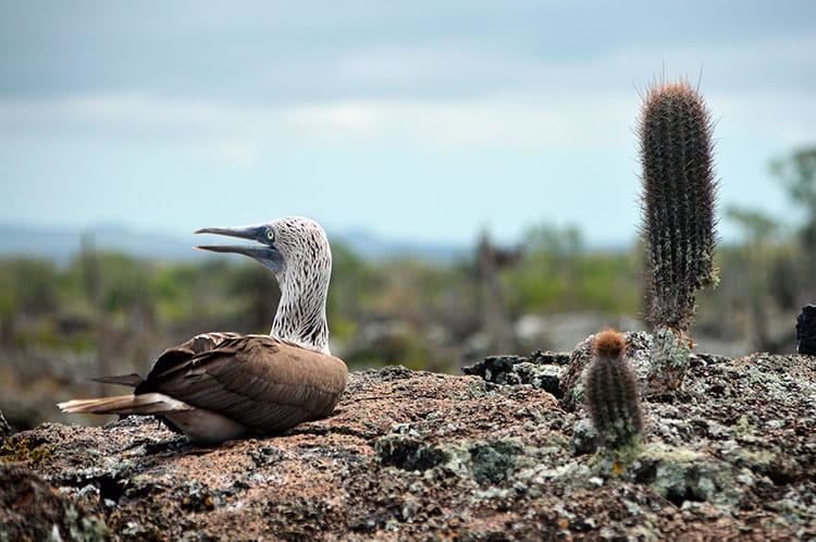 Galapagos island travel Ecuador