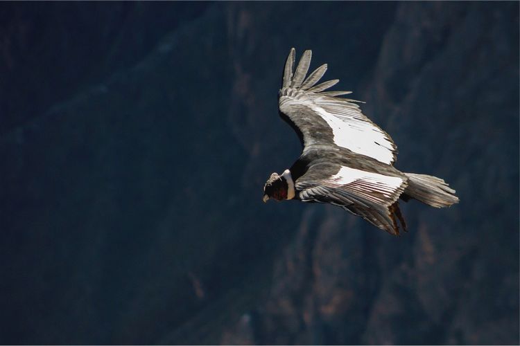 andean trilogy condor