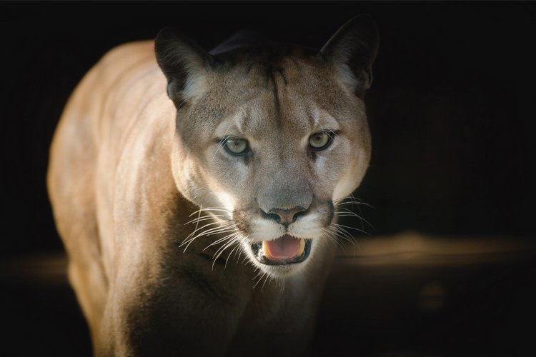 andean trilogy puma