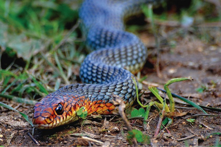 andean trilogy snake