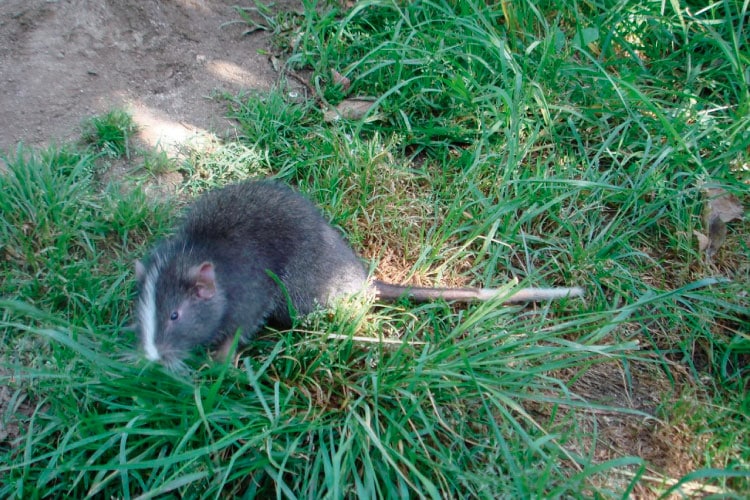 chinchilla rats