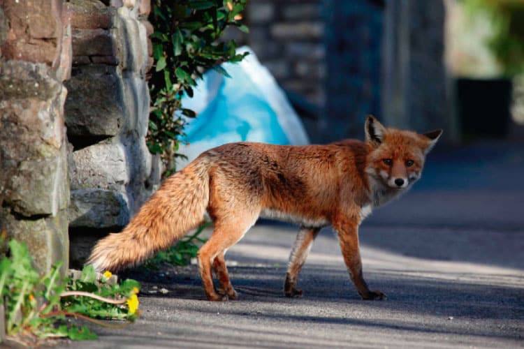 fox in Colombia