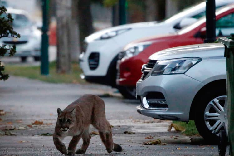 puma in Chile