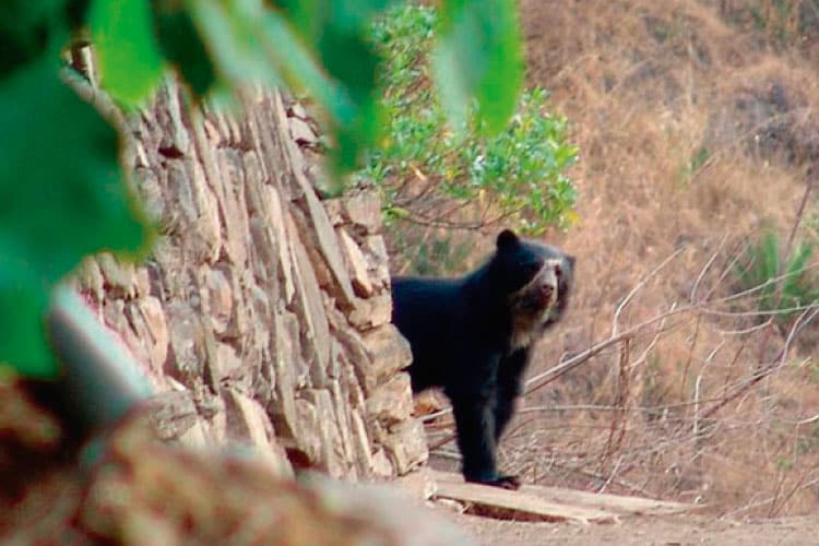 bear in machu picchu