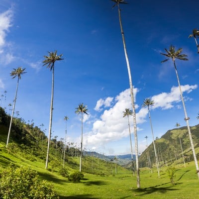 cocora valley colombia