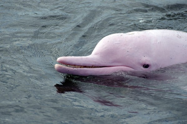 dolphin-colombia-travel