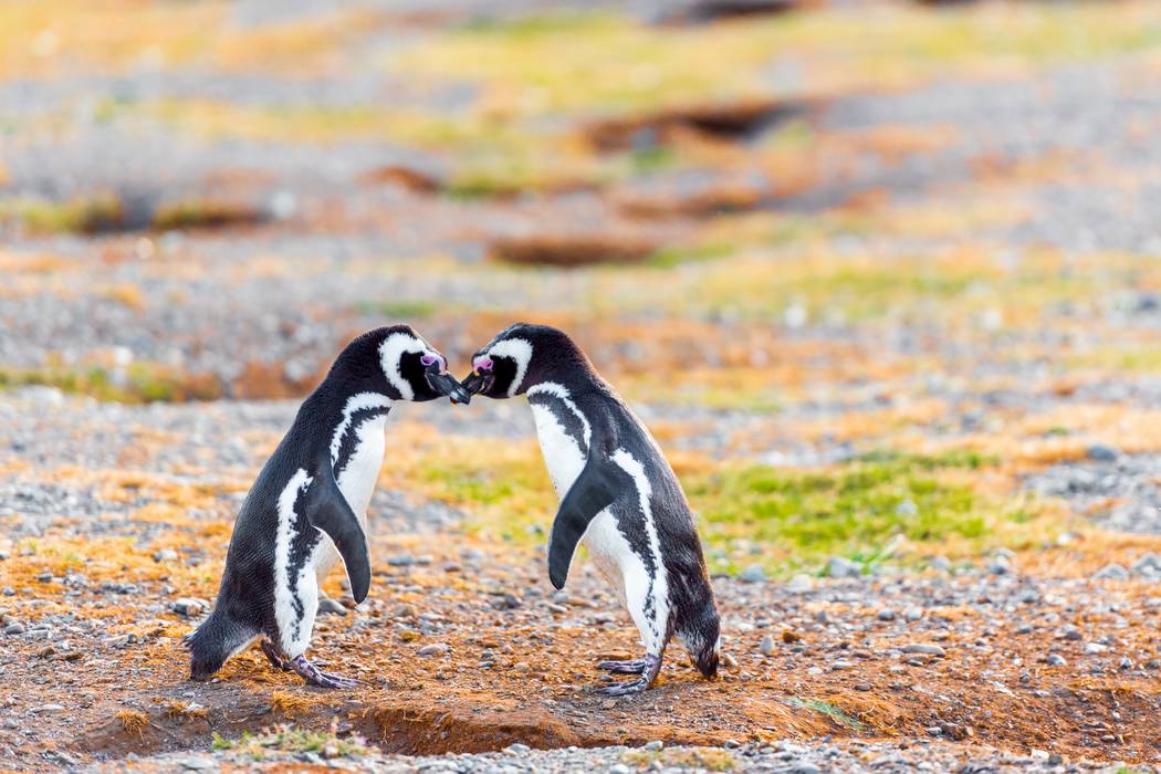 penguins patagonia chile