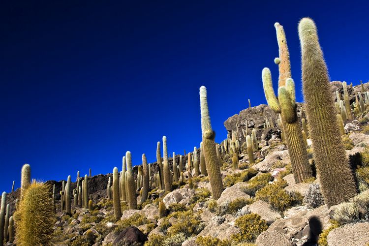 Quebrada del Toro Salta Argentina