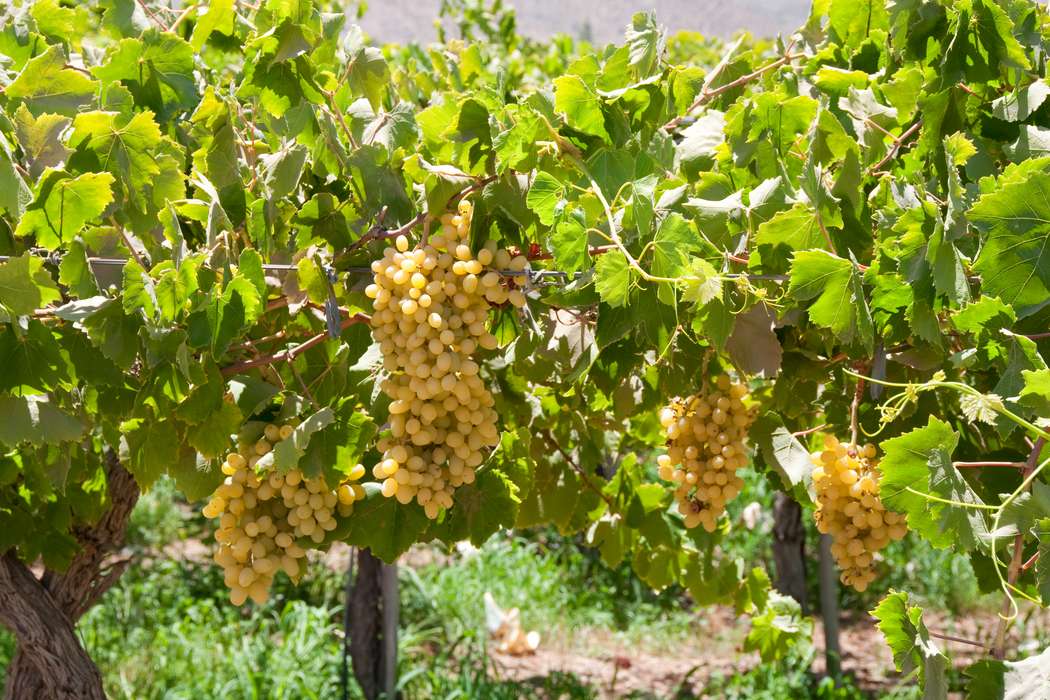 wine country elqui valley