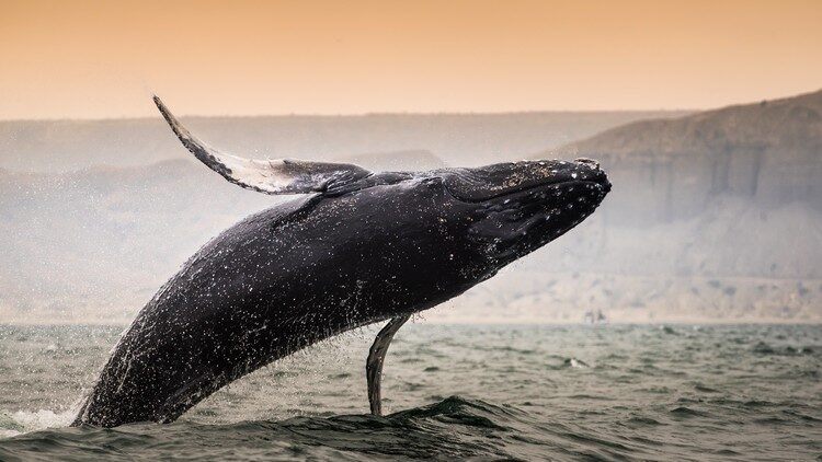 Among Giants Best Whale Watching Spots in South America