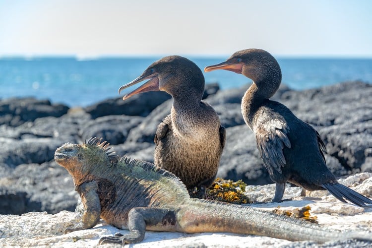 Galapagos Ecuador Travel