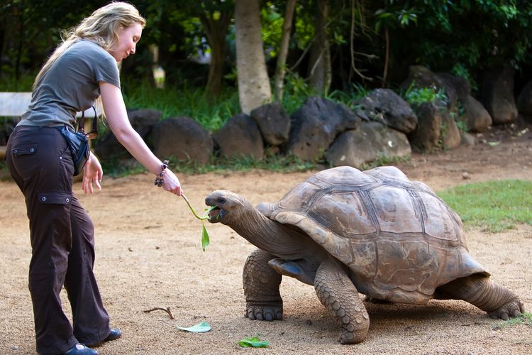 Giant Turtle Ecuador Travel