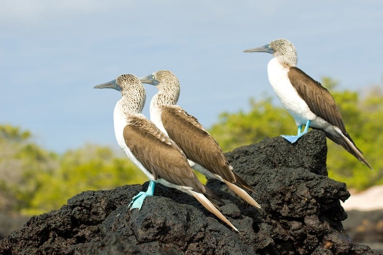 blue-footed boobies Ecuador Travel