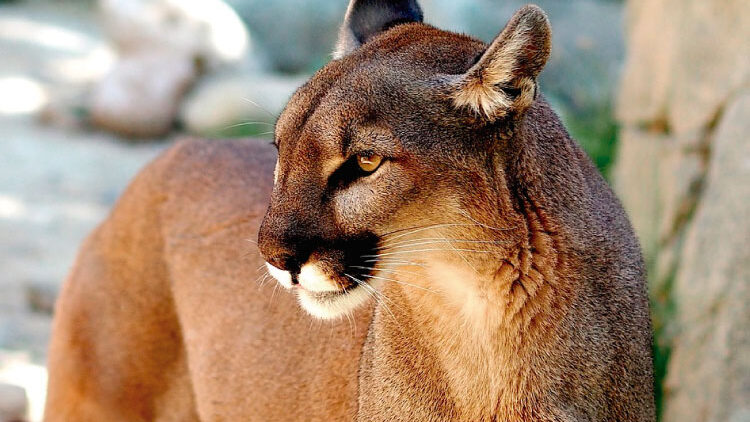 The Fiercest Feline of the Andes and the Amazon: The Puma!