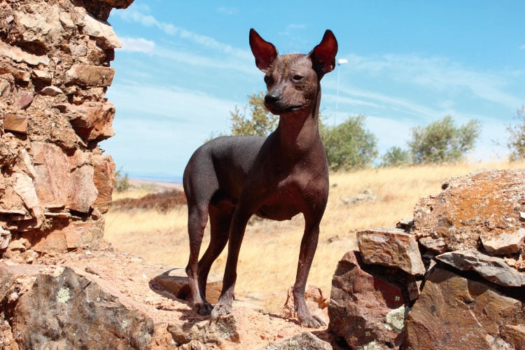 Peruvian dog