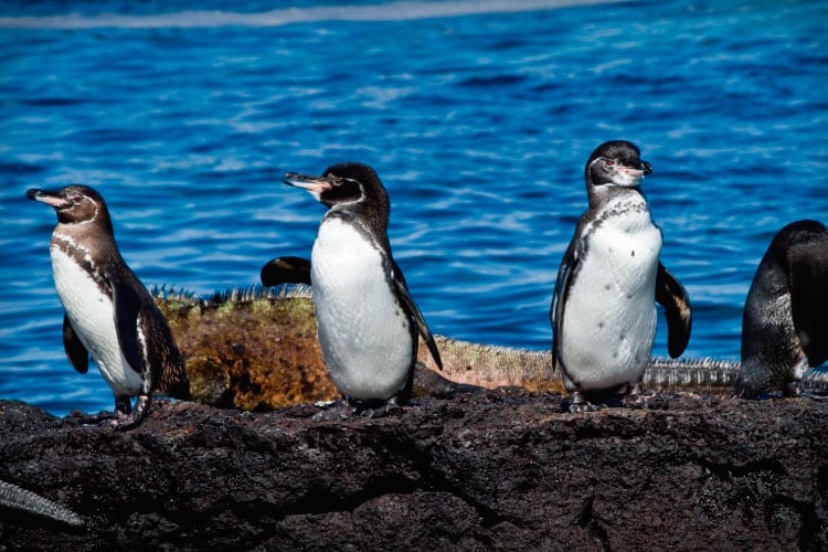 Galapagos penguin 